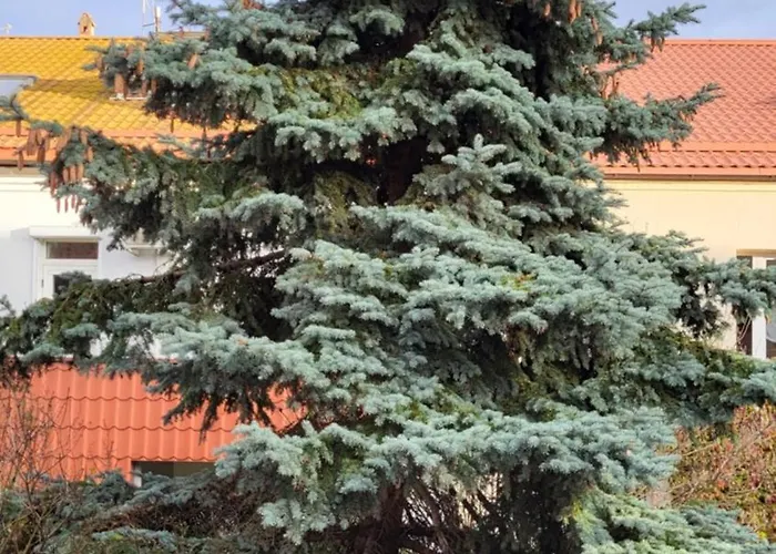 Old Town カウナス